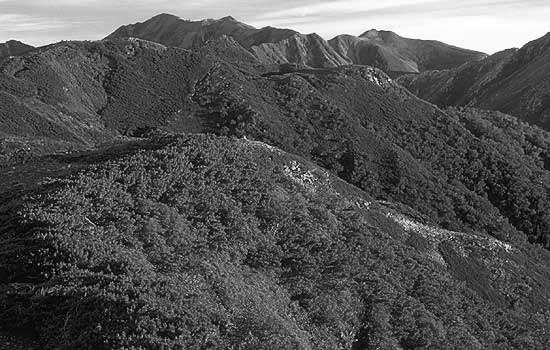 北アルプス・No.002 緑多き蝶ヶ岳付近の山稜（８月中旬）